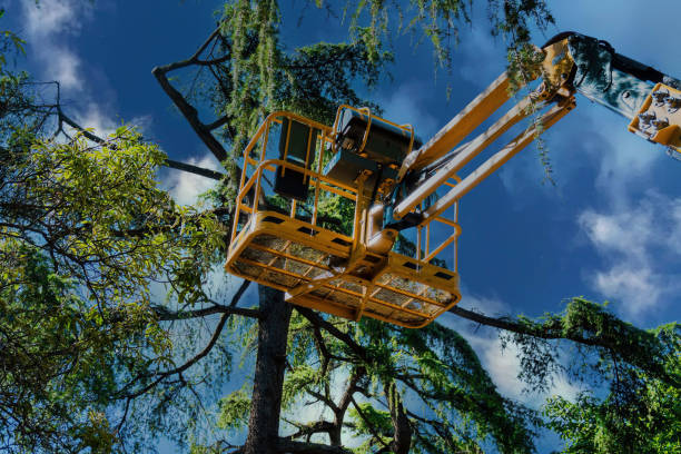 Best Arborist Consultation Services  in New Holstein, WI